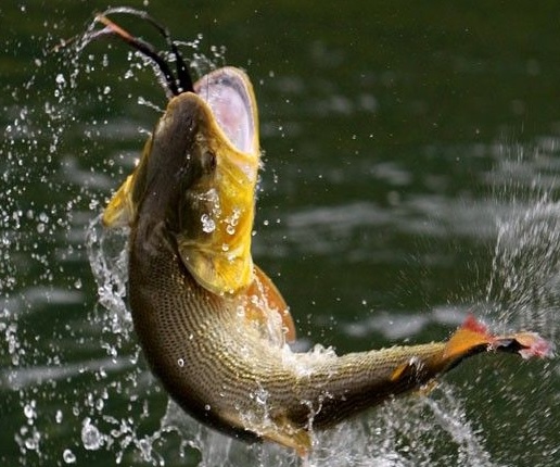 Mejores Estrategias de Pesca